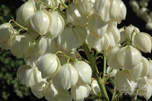 独特特点：耐旱、 耐寒、生命力旺盛