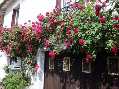 缺点小吐槽：胭脂扣月季的瑕疵