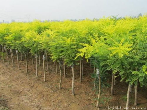 黄金槐：金枝槐的别称