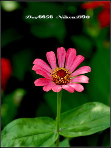 秋天的花朵，美丽的象征