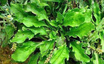 下雨天嫩紧急采收吗？