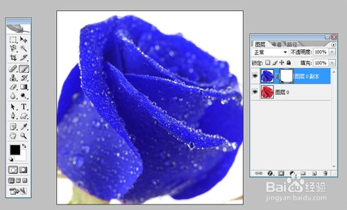 变色玫瑰的奇妙之旅