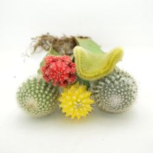 三棱箭嫁接仙人球，如何巧妙融合两种植物