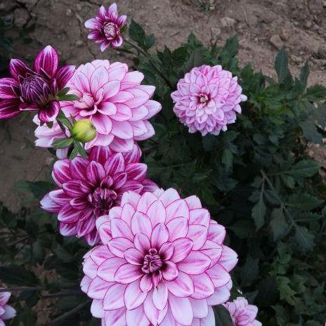 大丽花：耐寒又漂亮