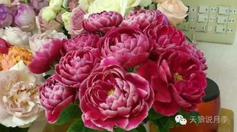 夏季玛丽玫瑰月季的施肥技巧