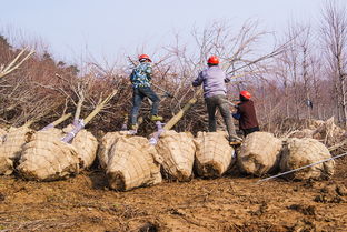 二、 挖土和修剪