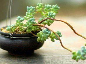 养花保湿难题，我来帮你解决！