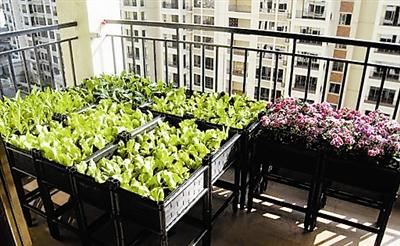 光照和温度的调整