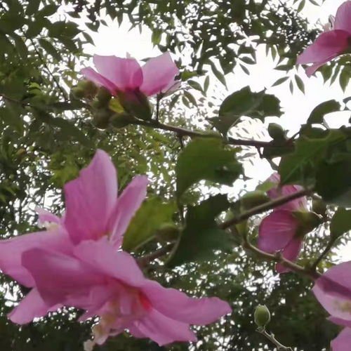 木槿花在古代文化中有什么特殊含义
