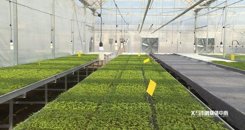 菜农何德亮：种植的乐趣与收获