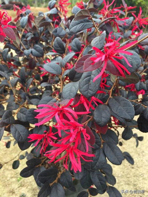 光照不足：红花继木的“阳光宝贝”