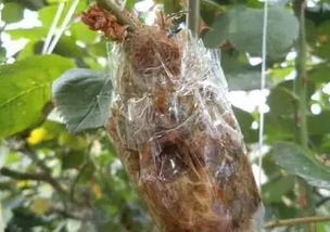 炮仗花扦插技巧有哪些？能否详细讲解炮仗花的繁殖方法