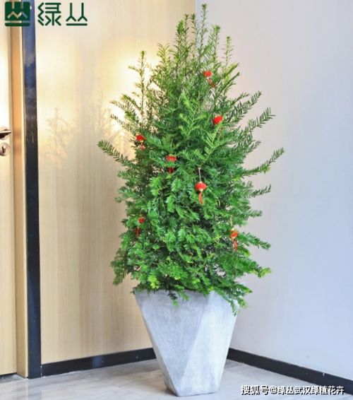 先来聊聊这“混搭省费秘诀”吧