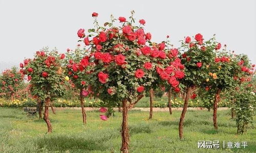 定期观察病虫害，及时处理