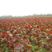 彩叶杨树的好处多多