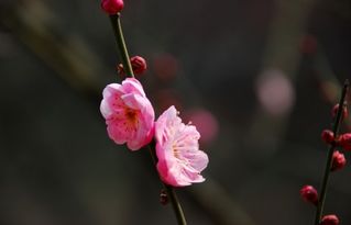 冬天的花园， 花儿也在笑