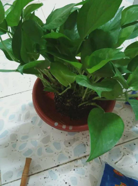 多菌灵喷洒，绿萝会接受吗？