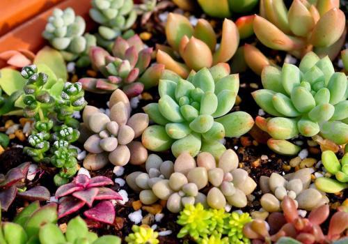多肉植物种植最适合的土壤是什么？如何正确种植并注意哪些事项