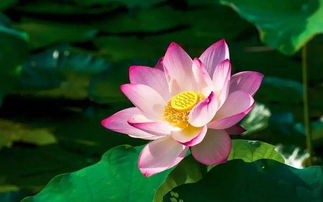 芙蓉是荷花的别称？看完这篇文章你就懂了
