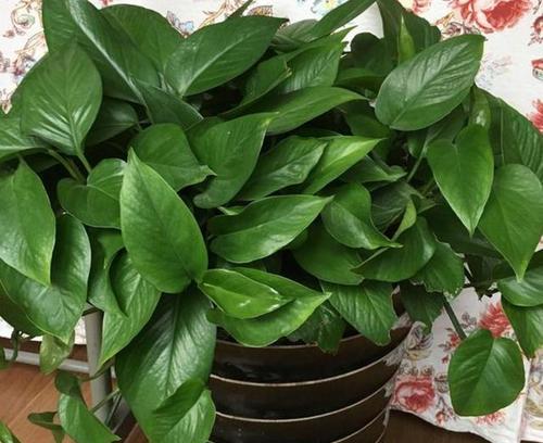 茶叶水浇花，行不行？