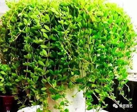 垂盆草与佛甲草，哪种更耐旱