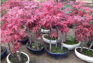 日本红枫盆栽如何修剪？如何让枝叶更繁茂