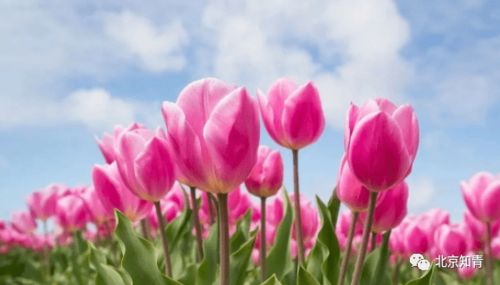 “郁金香花语中，等待爱的花朵何时盛开