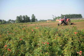 施肥：月季的营养早餐