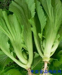 新手种植切花，注意事项