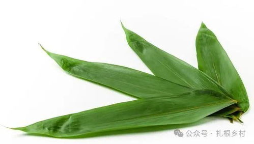包粽子的叶子是箬竹叶，这种叶子有什么用