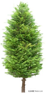 树木直径规格与木材利用