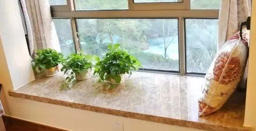 1. 太阳花：阳光下的欢乐精灵