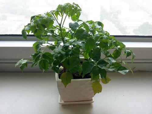 幸福树长得太高了该怎么办呢？