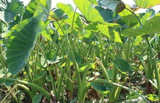 芋头熟不熟，一堪二摸三闻味