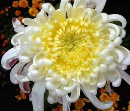 菊花像什么？这些常见物品居然和它很像