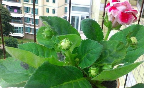 耐阴又容易开花的植物有哪些？这几种新手也能养爆盆