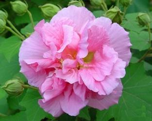 芙蓉花如何养殖才能在花园中绽放出最美的姿态
