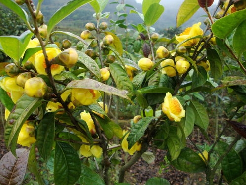 茶花移栽修剪：如何保留生命力