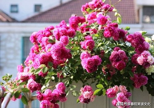 蓝色风暴：紫色系月季的佼佼者