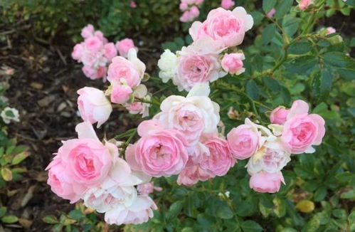 粉天鹅地毯月季的气候种植小贴士