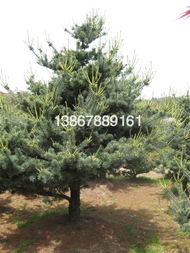 五针松，那是个啥？