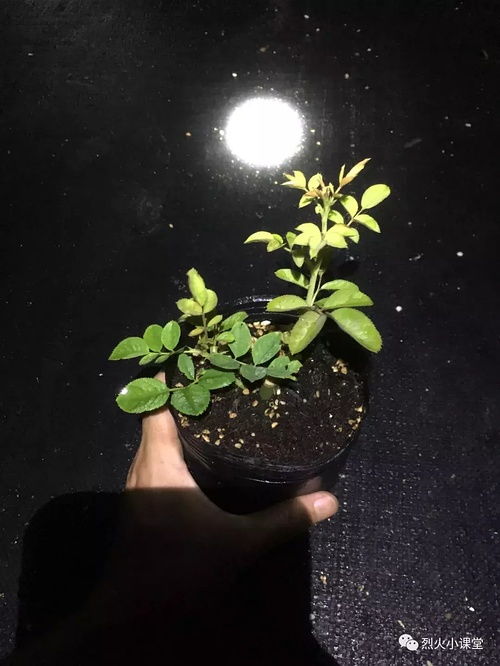 一、枝条的挑选与处理