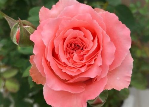 适应性强， 长得快