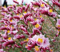 二色补血草的神奇