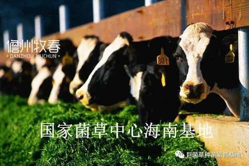 土豆作为饲料，对牲畜的营养价值有何影响？