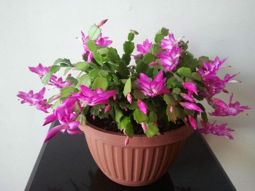 蟹爪花如何养护才能花开富贵？