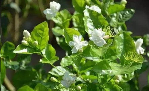 夏天茉莉花的舞台