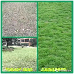 四季常绿的草坪，到底值不值？