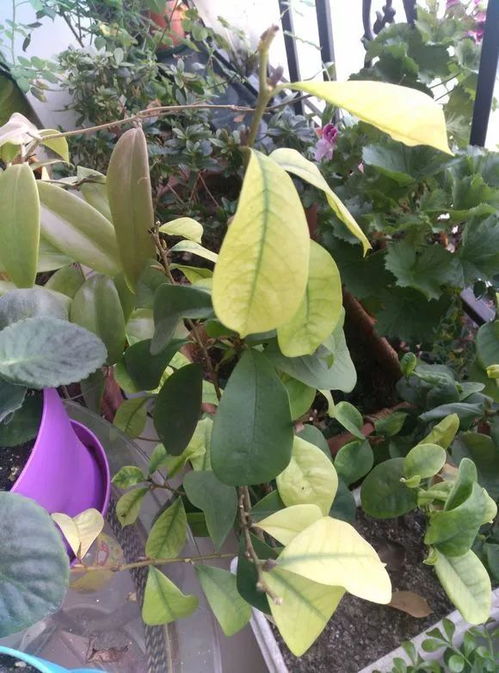 紫凤梨花变绿？用这种方法试试