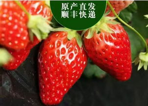 草莓的红色诱惑：细kan外表与内在